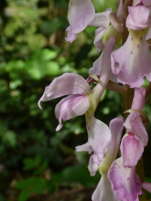 Orchis mascula 'rosea'